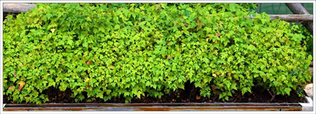 Art Market in Austin